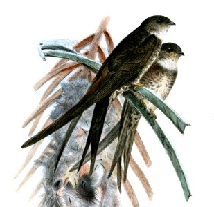 CypselusSquamatusWolf (cropped)