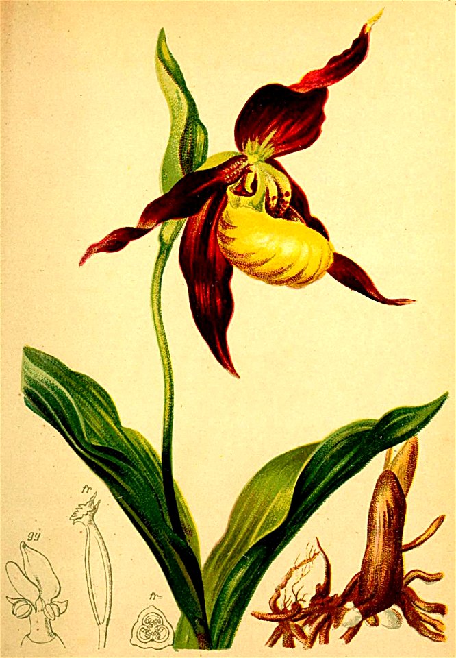 Cypripedium calceolus Atlas Alpenflora