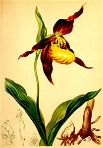 Cypripedium calceolus Atlas Alpenflora