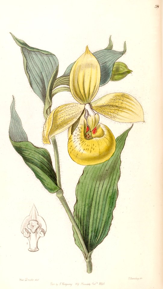 Cypripedium irapeanum - Edwards vol 32 (NS 9) pl 58 (1846)