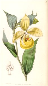 Cypripedium irapeanum - Edwards vol 32 (NS 9) pl 58 (1846)