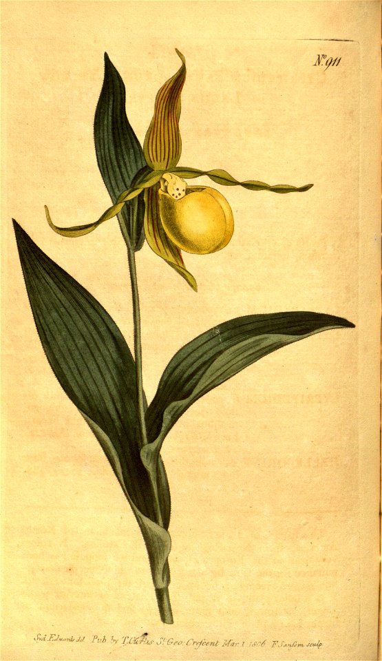 Cypripedium pubescens (as C. parviflorum) - Curtis' 23 pl. 911 (1806)