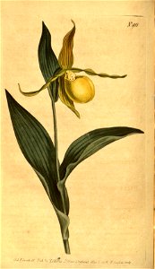 Cypripedium pubescens (as C. parviflorum) - Curtis' 23 pl. 911 (1806). Free illustration for personal and commercial use.