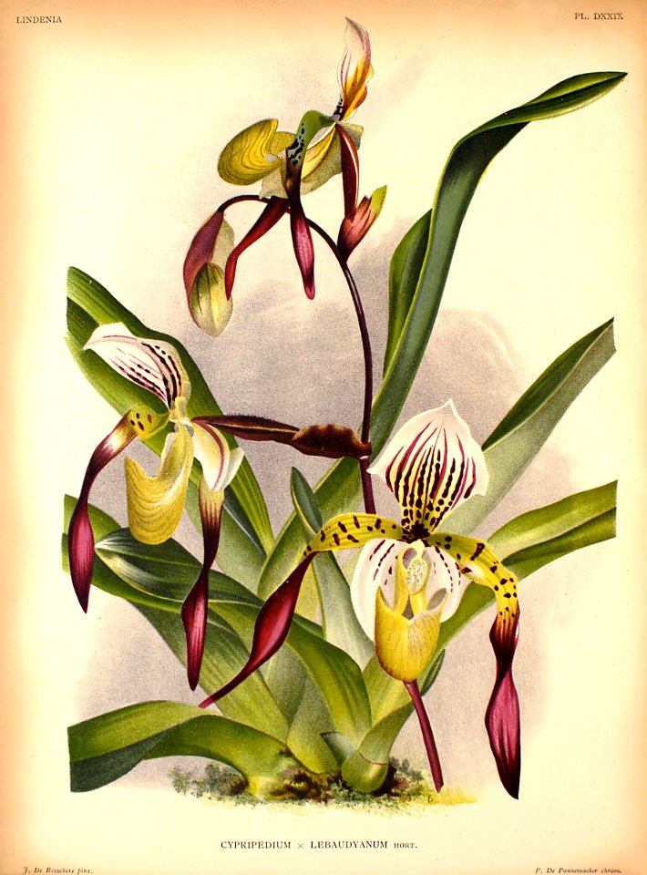 Cypripedium × lebaudyanum - Lindenia 529