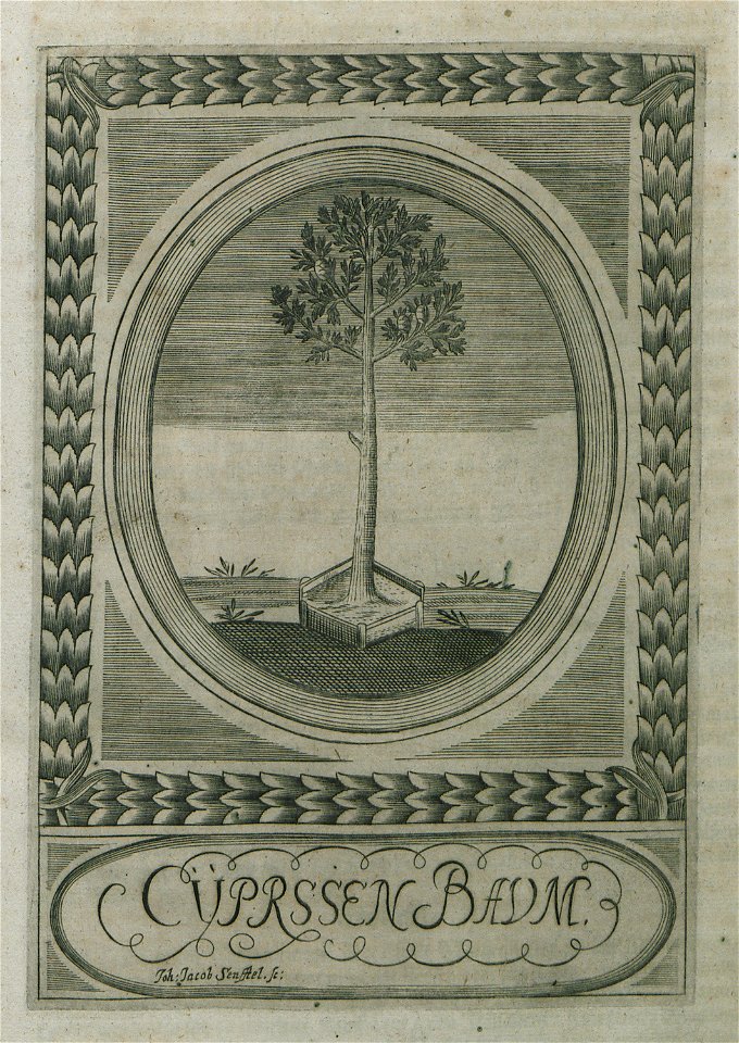 Cyprssen Baum - Enderlin Jacob - 1691