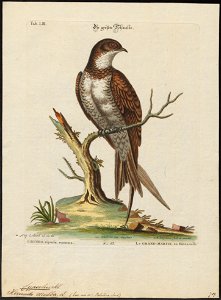 Cypselus melba - 1700-1880 - Print - Iconographia Zoologica - Special Collections University of Amsterdam - UBA01 IZ16700085
