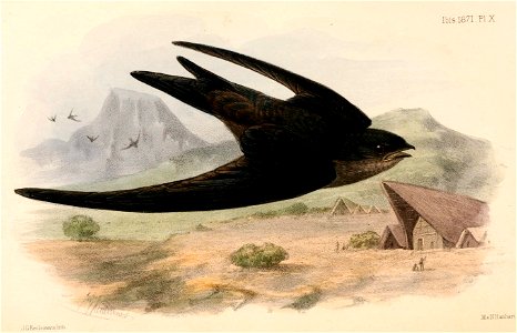 Cypsiurus balasiensis infumatus 1871