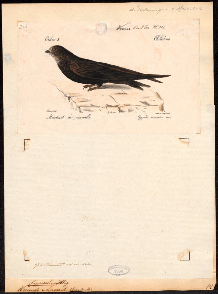 Cypselus apus - 1842-1848 - Print - Iconographia Zoologica - Special Collections University of Amsterdam - UBA01 IZ16700077