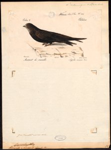 Cypselus apus - 1842-1848 - Print - Iconographia Zoologica - Special Collections University of Amsterdam - UBA01 IZ16700077