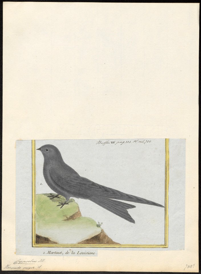 Cypselus niger - 1700-1880 - Print - Iconographia Zoologica - Special Collections University of Amsterdam - UBA01 IZ16700101