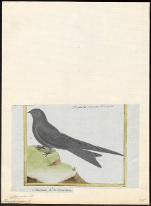 Cypselus niger - 1700-1880 - Print - Iconographia Zoologica - Special Collections University of Amsterdam - UBA01 IZ16700101