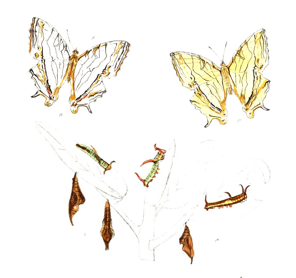 CyrestisThyodamas 306 1