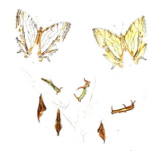 CyrestisThyodamas 306 1