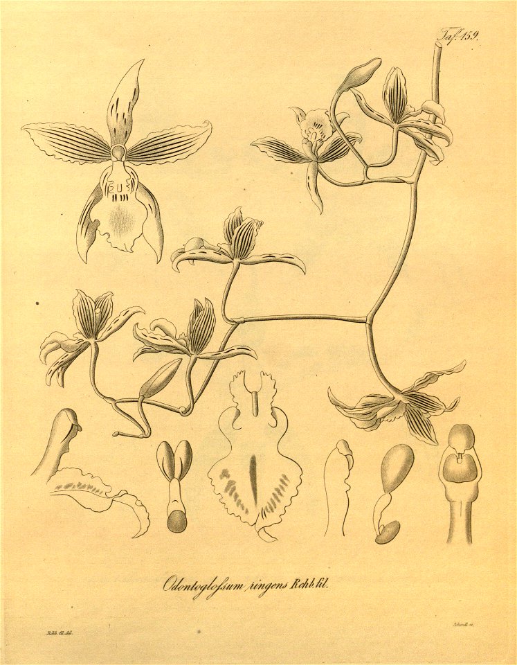 Cyrtochilum ringens (as Odontoglossum ringens) - Xenia 2 pl 159