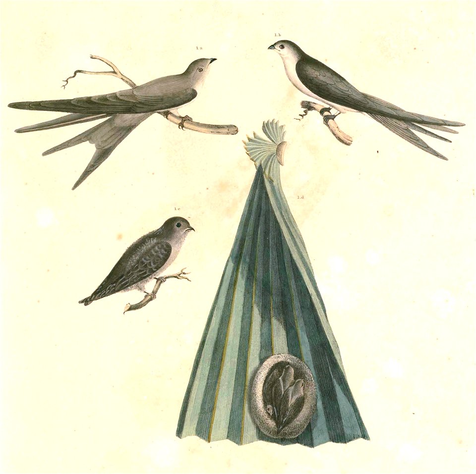 Cypsiurus balasiensis Hardwicke