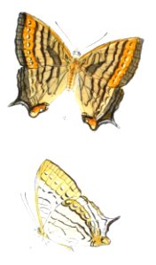 CyrestisTabulaM 307