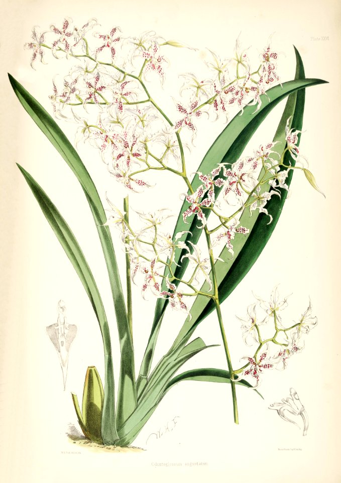 Cyrtochilum angustatum (as Odontoglossum angustatum) - pl. 26 - Bateman, Monogr.Odont