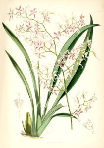 Cyrtochilum angustatum (as Odontoglossum angustatum) - pl. 26 - Bateman, Monogr.Odont. Free illustration for personal and commercial use.