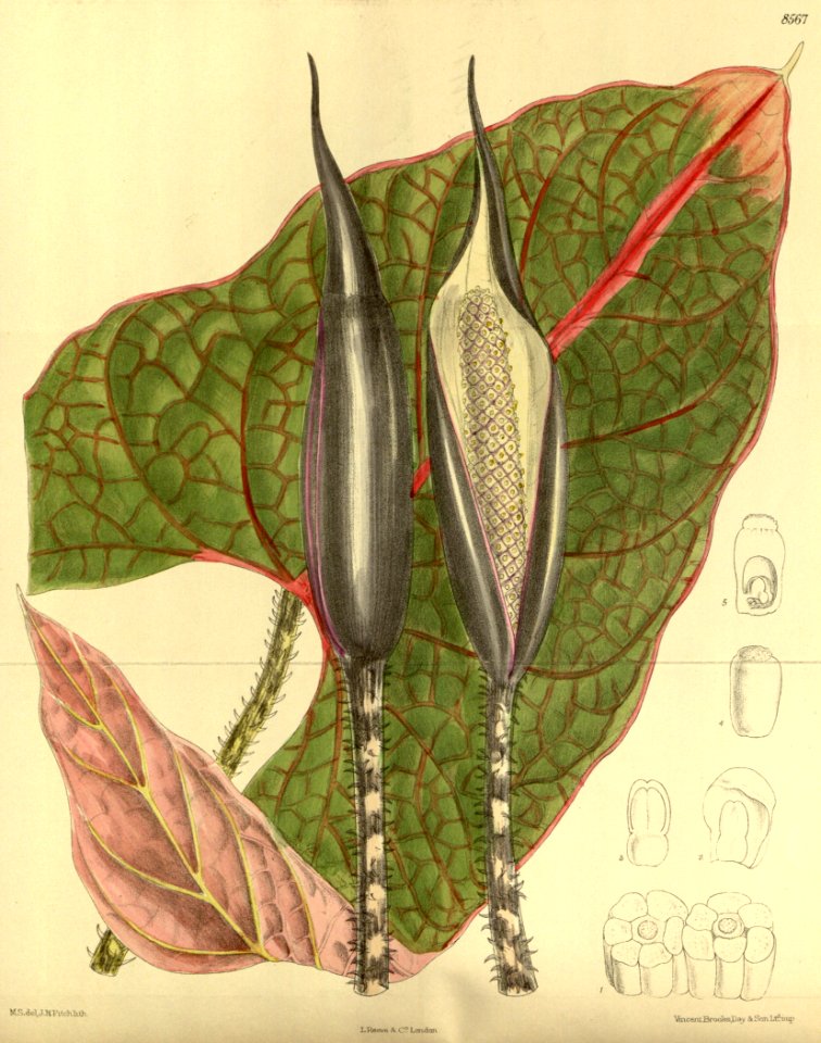 Cyrtosperma johnstoni 140-8567