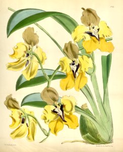 Cyrtochilum macranthum (as Oncidium macranthum) - Curtis' 94 (Ser. 3 no. 24) pl. 5743 (1868)