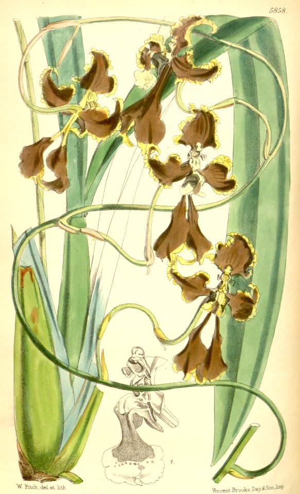 Cyrtochilum cryptocopis (as syn. ''Oncidium cryptocopis'') - Curtis' 96 (Ser. 3 no. 26) pl. 5858 (1870)