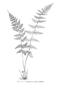 Cystopteris fragilis (dessin)