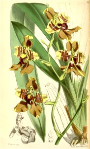 Cyrtochilum halteratum (as Oncidium superbiens) - Curtis' 98 (Ser. 3 no. 28) pl. 5980 (1872)