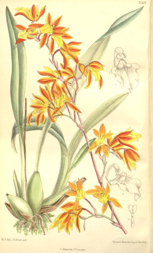 Cyrtochilum retusum (as Odontoglossum retusum) - Curtis' 123 (Ser. 3 no. 53) pl. 7569 (1897)