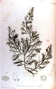Cystoseyra