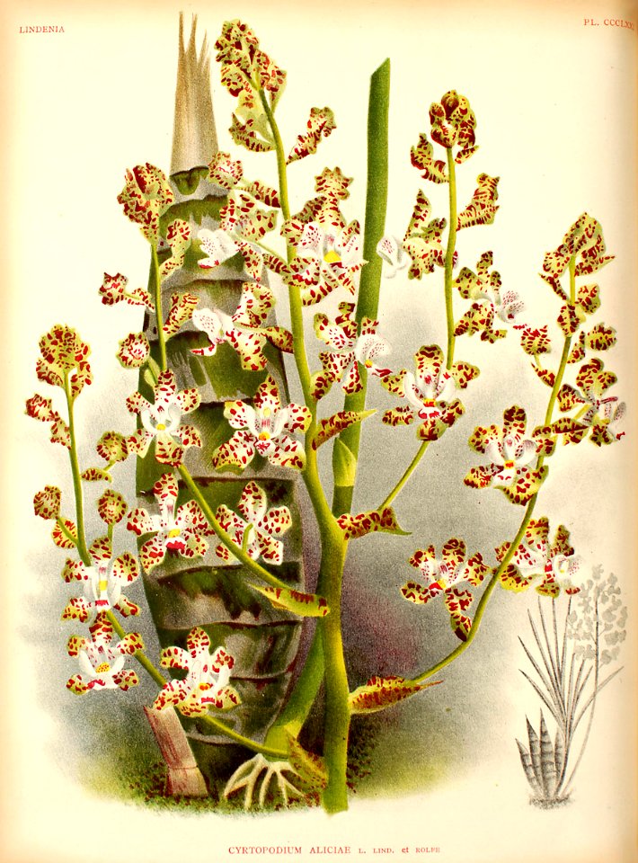 Cyrtopodium aliciae111