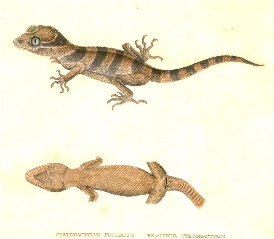 Cyrtodactylus pulchellus Hardwicke