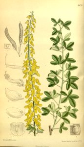 Cytisus nigricans 139-8479