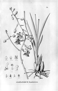 Cyrtopodium brandonianum - Fl.Br.3-5-078