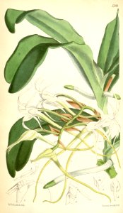 Cyrtorchis chailluana (as Angraecum chailluanum) - Curtis' 92 (Ser. 3 no. 22) pl. 5589 (1866)