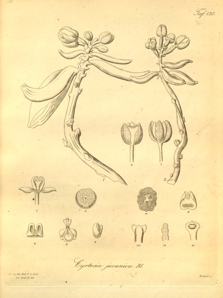 Cyrtosia javanica - Xenia 2 pl 120