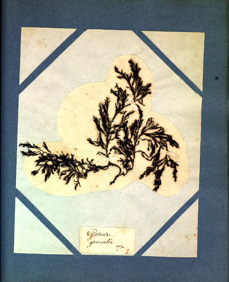 Cystoseira granulata