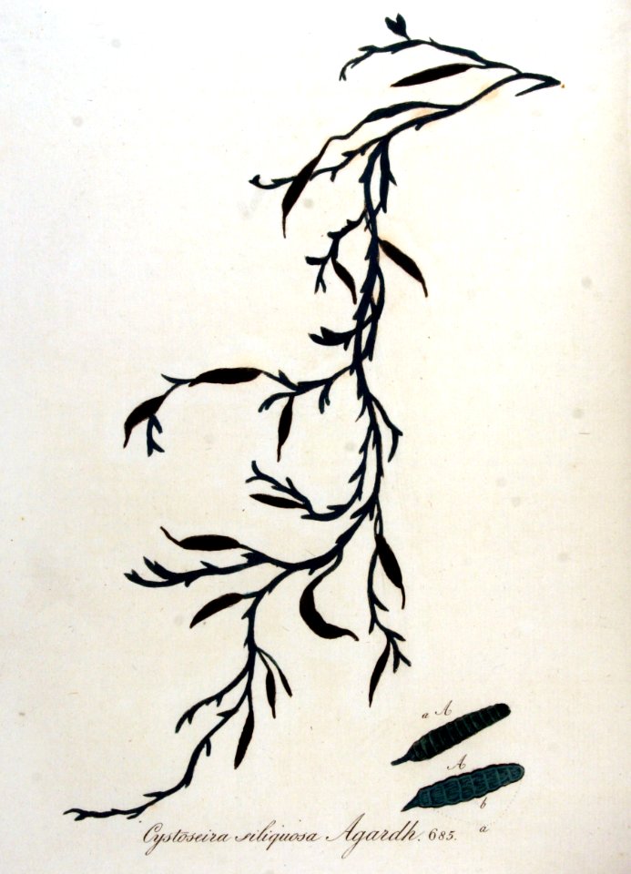 Cystoseira siliquosa — Flora Batava — Volume v9