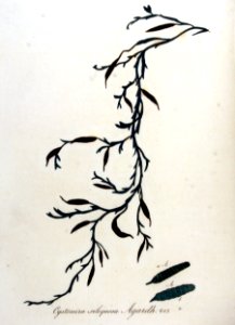 Cystoseira siliquosa — Flora Batava — Volume v9