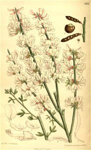 Cytisus supranubius 139-8509