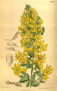 Cytisus monspessulanus 142-8685