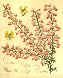 Cytisus × dallimorei 139-8482
