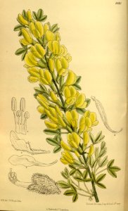Cytisus ratisbonensis 142-8661