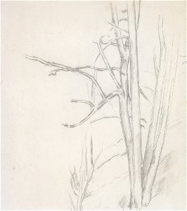 Cézanne - Baumstudie
