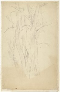 Cézanne - FWN 1305-TA