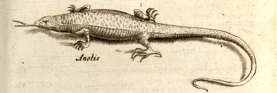 D'Anolis - BNA-DIG-KOSTBARE-0427-030 b