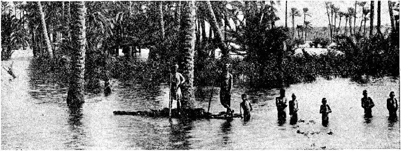 D166-palmeraie en temps de crue du nil.-L2-Ch6