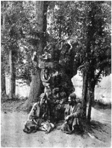 D035-Arbre sacré dans le cimetière du vieux Tachkent -liv2-ch11