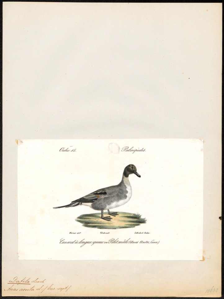 Dafila acuta - 1842-1848 - Print - Iconographia Zoologica - Special Collections University of Amsterdam - UBA01 IZ17600349