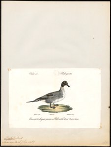 Dafila acuta - 1842-1848 - Print - Iconographia Zoologica - Special Collections University of Amsterdam - UBA01 IZ17600349