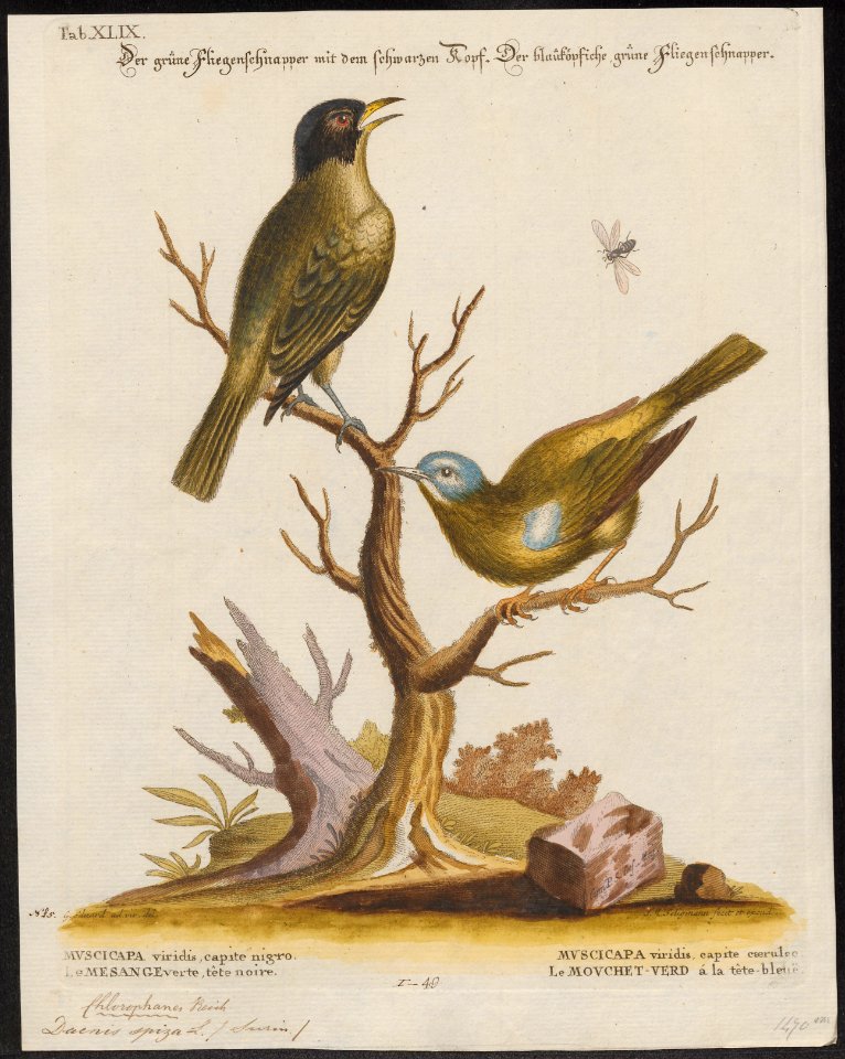 Dacnis spiza - 1700-1880 - Print - Iconographia Zoologica - Special Collections University of Amsterdam - UBA01 IZ19000393
